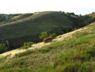 Біленьке з panoramio.com