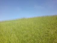 Великий Омеляник з panoramio.com