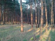 Самусіївка з panoramio.com