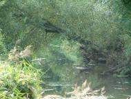 Рижики з panoramio.com