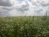 Березанка з panoramio.com