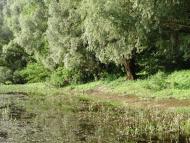 Остроушки з panoramio.com