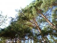 Мареничі з panoramio.com