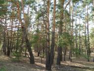 Мареничі з panoramio.com