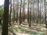 Мареничі з panoramio.com