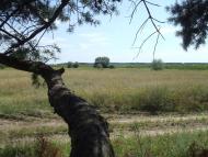 Ялинці з panoramio.com