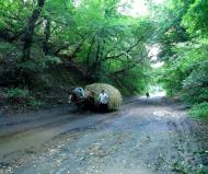 Араповичи з panoramio.com