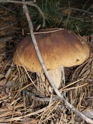 Головурів з panoramio.com