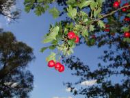 Русанів - Останні фото