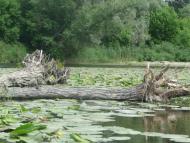 Сапожине з panoramio.com