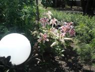 Вишневе з panoramio.com