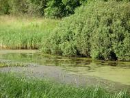 Остроушки з panoramio.com