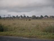 Домажир з panoramio.com