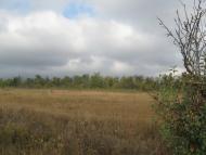 Будачки - Последние фото