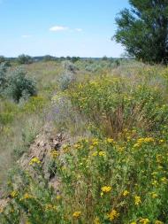 Кам'янка з panoramio.com