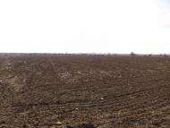 Коларівка з panoramio.com