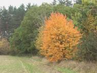 Скоморохи з panoramio.com