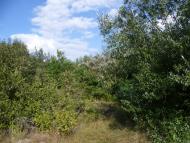 Мареничі з panoramio.com