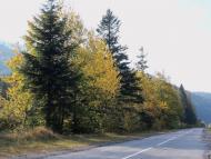 Пшеничники з panoramio.com - Пшеничники