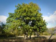 Данилівка з panoramio.com