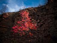 Калинове з panoramio.com