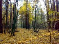 Гута-Ткачова з panoramio.com