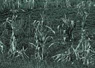 Нижня Мануйлівка з panoramio.com