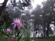 Жовтневе з panoramio.com