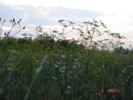 Чагарі-Збаразькі з panoramio.com