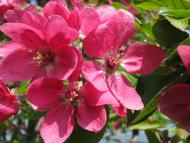 Дем'янів з panoramio.com