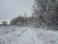 Кустолові Кущі з panoramio.com