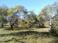 Макове з panoramio.com