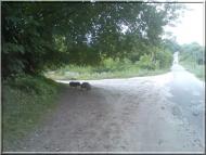 Араповичи з panoramio.com