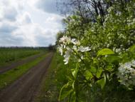 Золота Поляна з panoramio.com