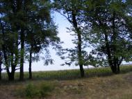 Бережне з panoramio.com