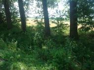 Михалківці з panoramio.com