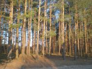 Нова Буда з panoramio.com