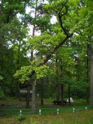 Жабка з panoramio.com