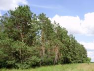 Остроушки з panoramio.com