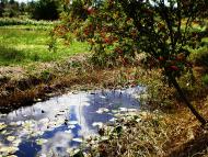 Гійче з panoramio.com