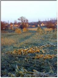 Новий Стародуб з panoramio.com