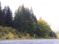 Новий Мізунь з panoramio.com - Novyy Mizun