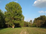 Кривуші з panoramio.com