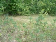 Цвітоха з panoramio.com