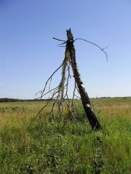 Остроушки з panoramio.com