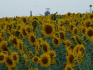 Сєверне з panoramio.com