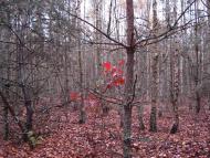 Гута-Ткачова з panoramio.com