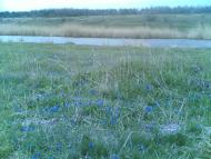 Кам'янка з panoramio.com