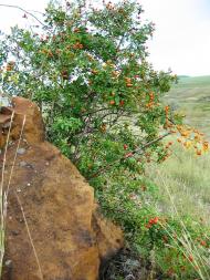 Першомар'ївка з panoramio.com