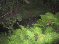 Рівня з panoramio.com